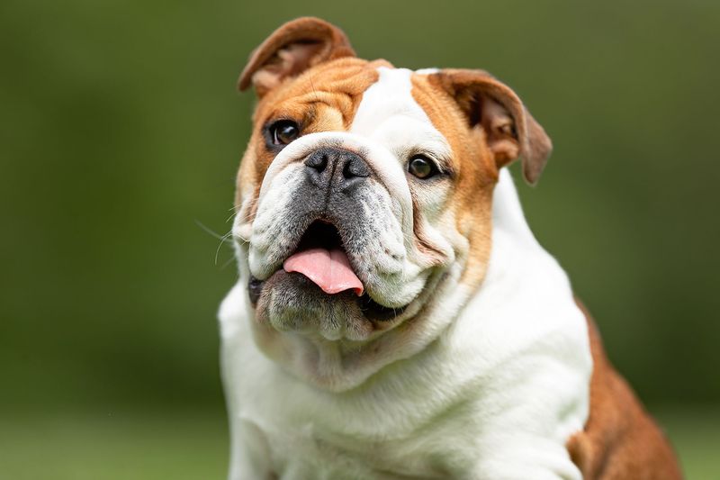 Bulldog