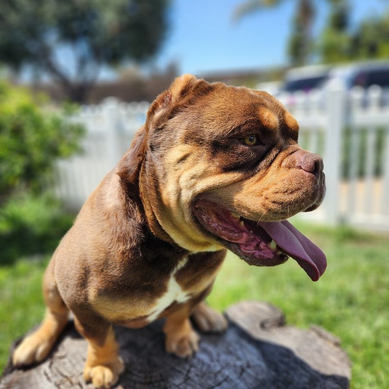 Bulldog