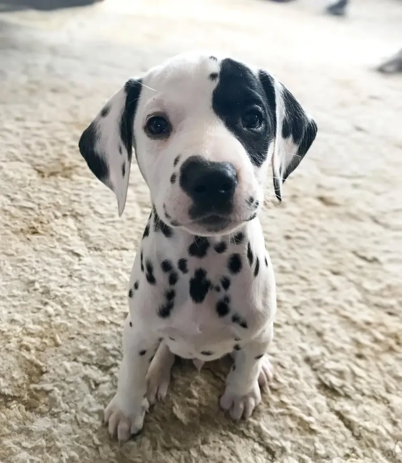 Dalmatian