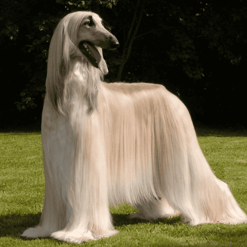 Afghan Hounds: Regal and Reserved
