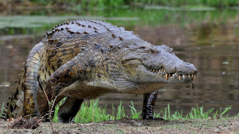 Crocodile