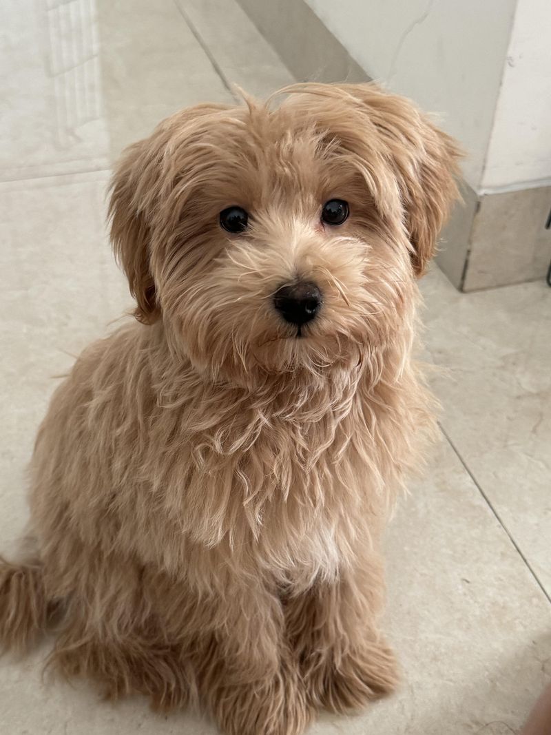Maltipoo