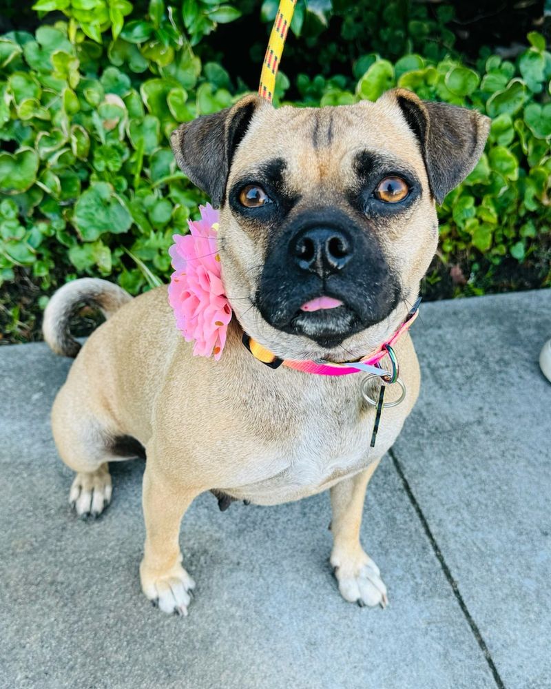 Puggle