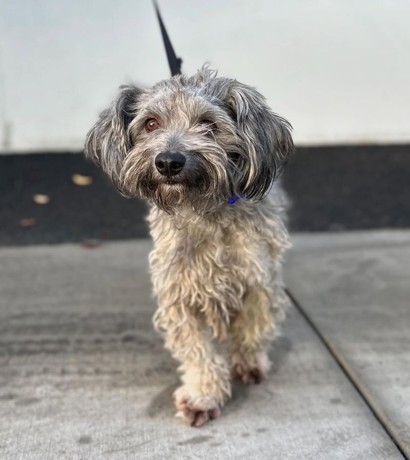Schnoodle