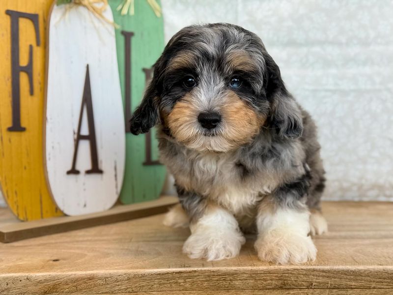 Lhasapoo