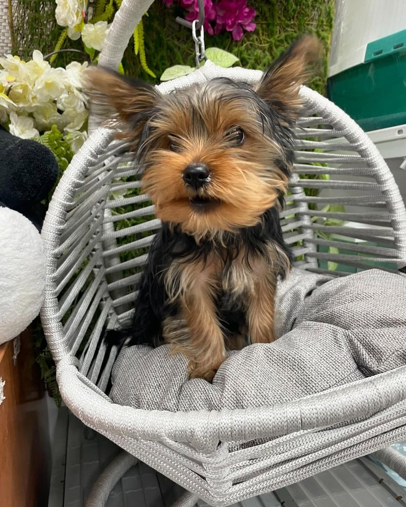 Yorkshire Terrier