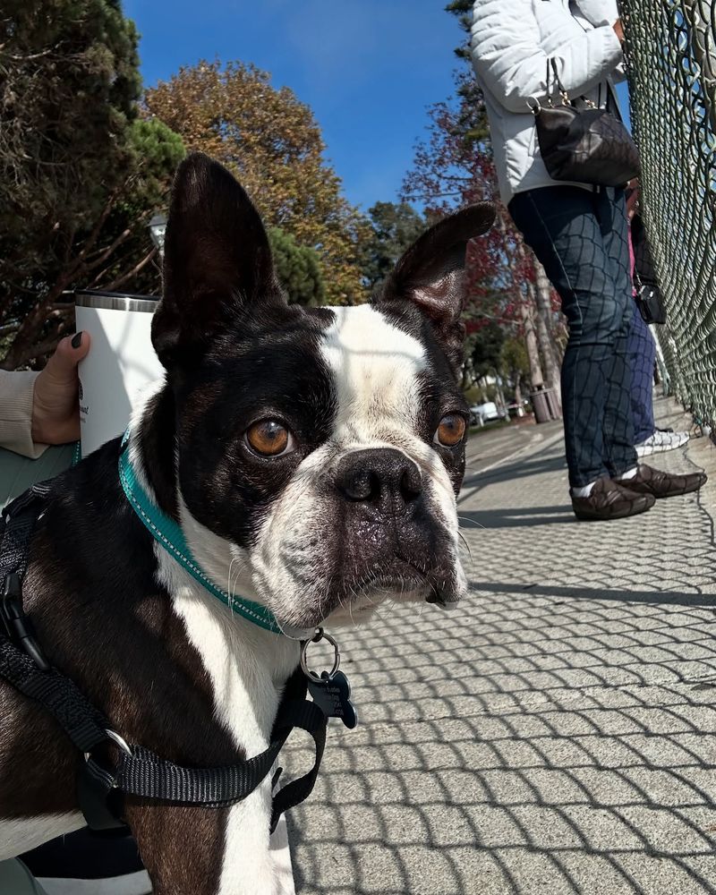 Boston Terrier