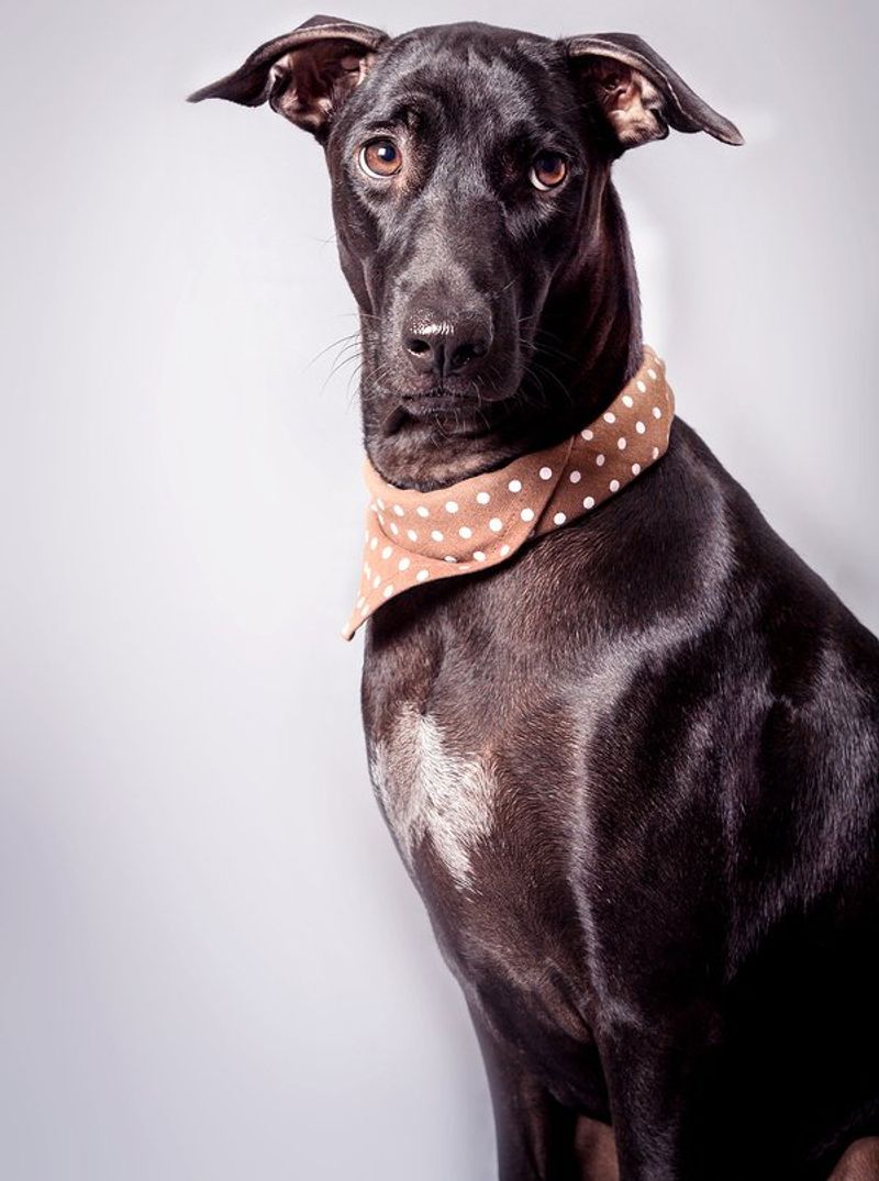 Labradane