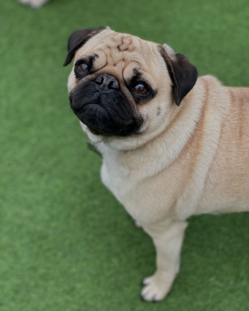 Pug