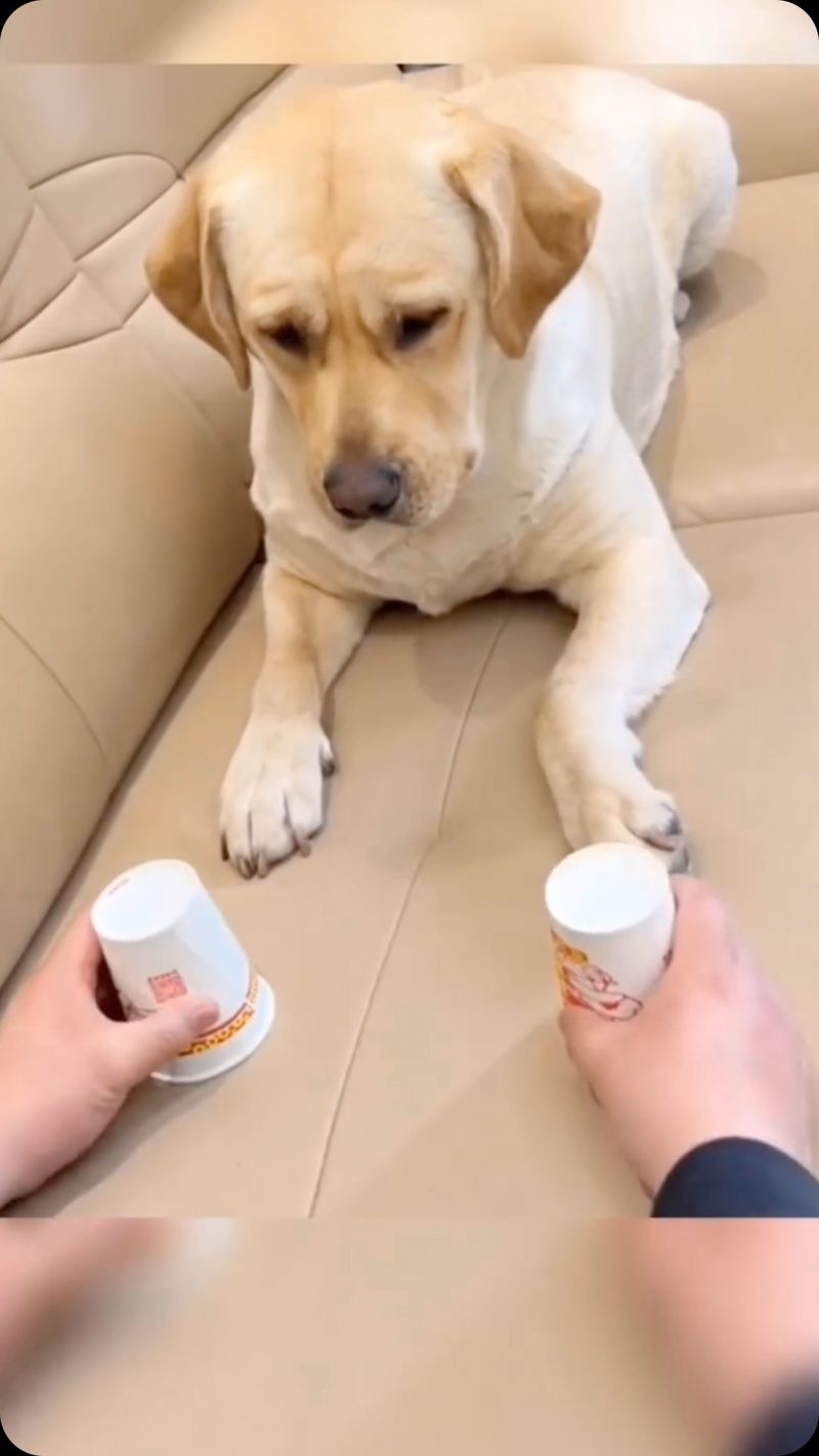 Labrador Retriever