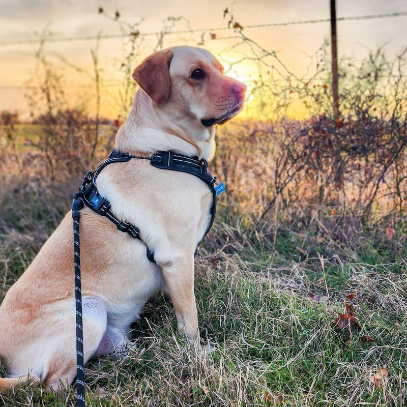 Labrador Retriever