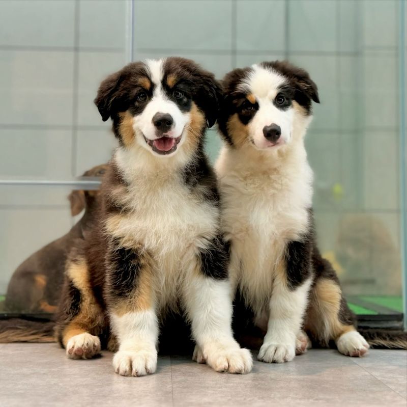 Australian Shepherd