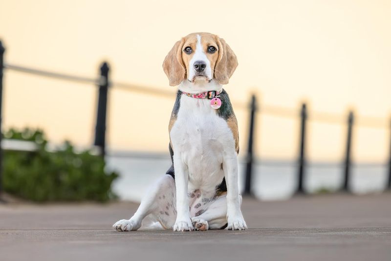 Beagle