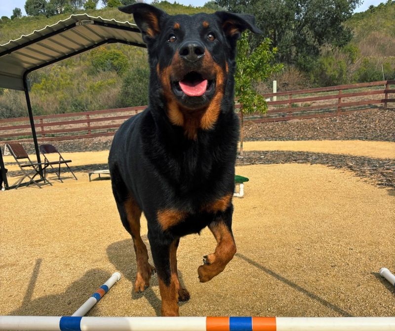 Rottweiler
