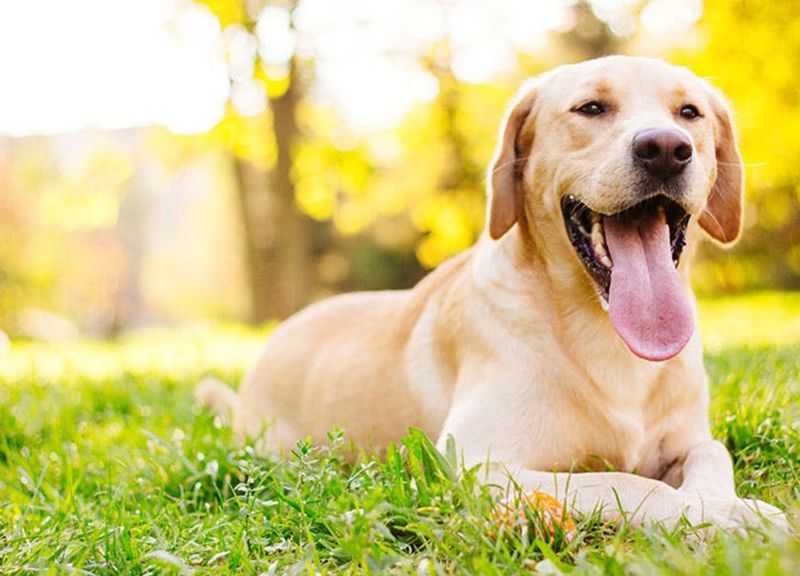 Labrador Retriever