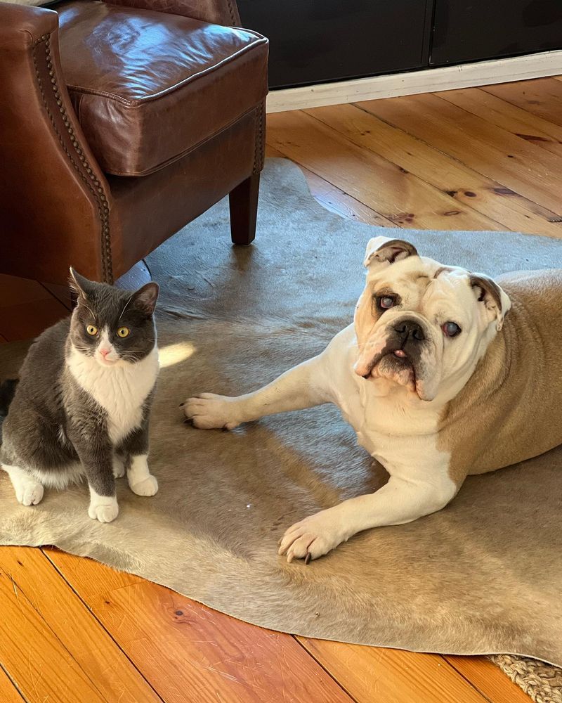 Bulldog