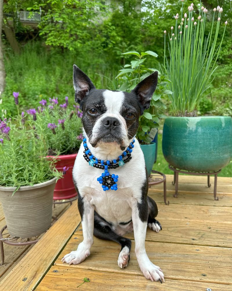 Boston Terrier