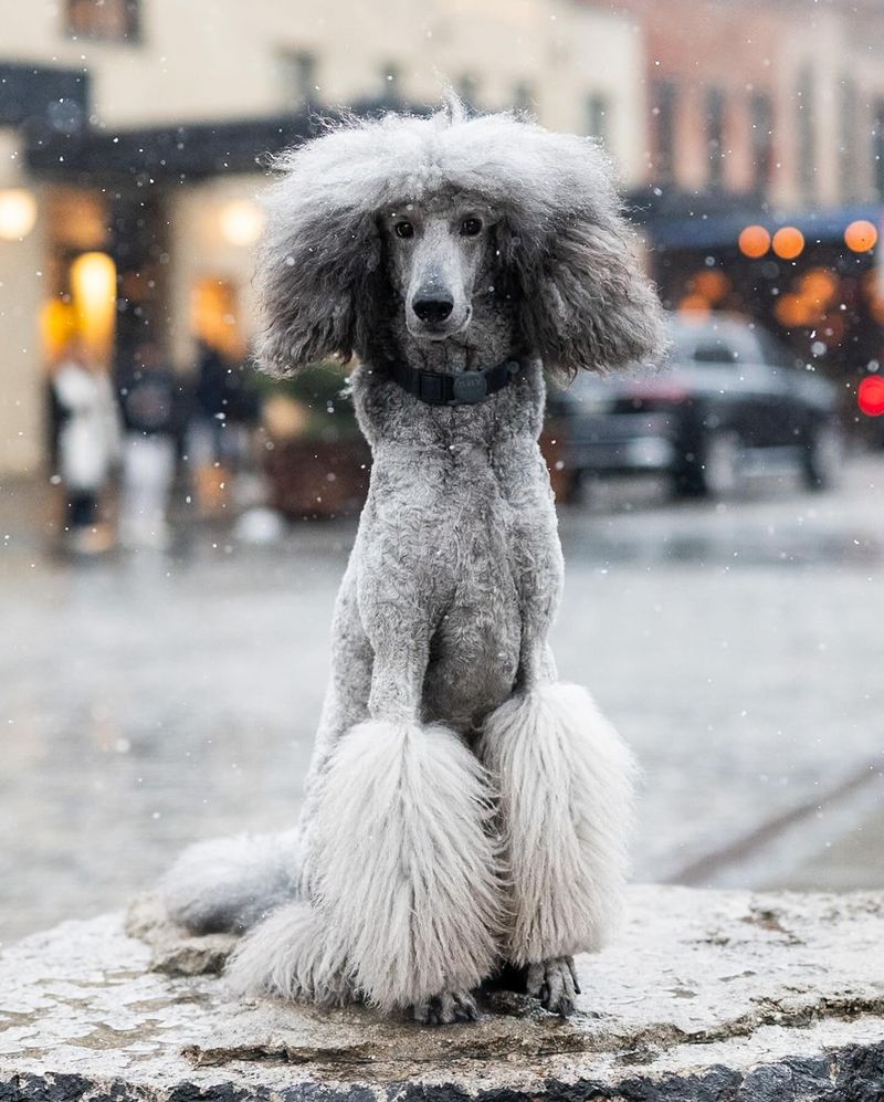 Poodle
