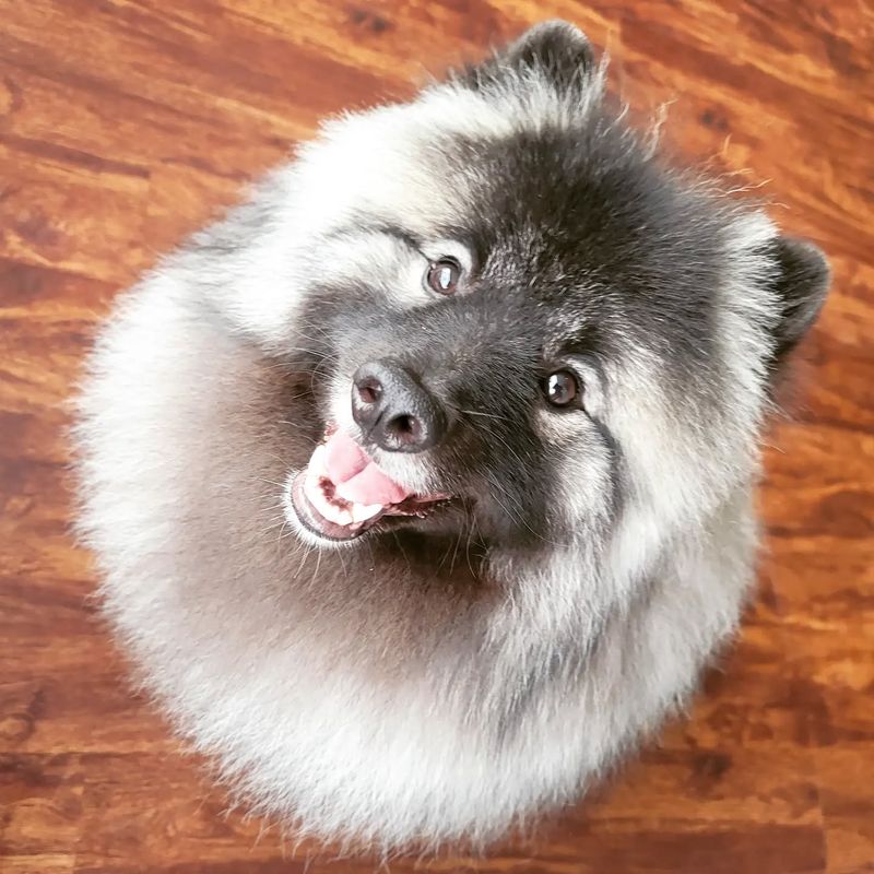 Keeshond