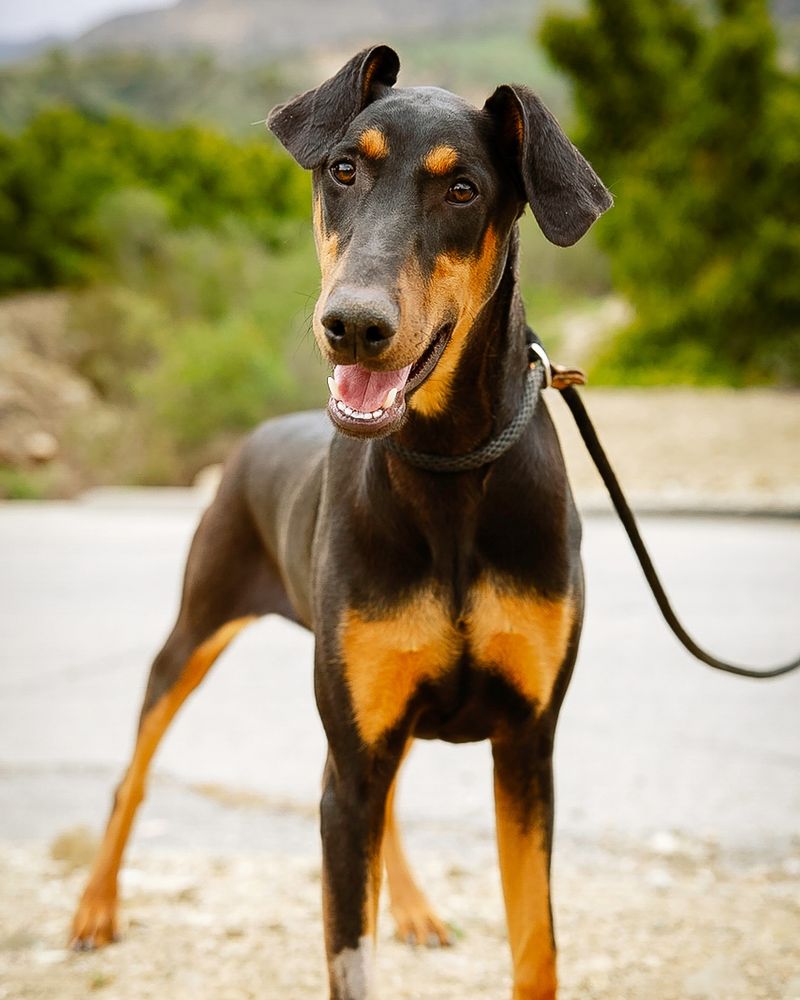 Doberman Pinscher