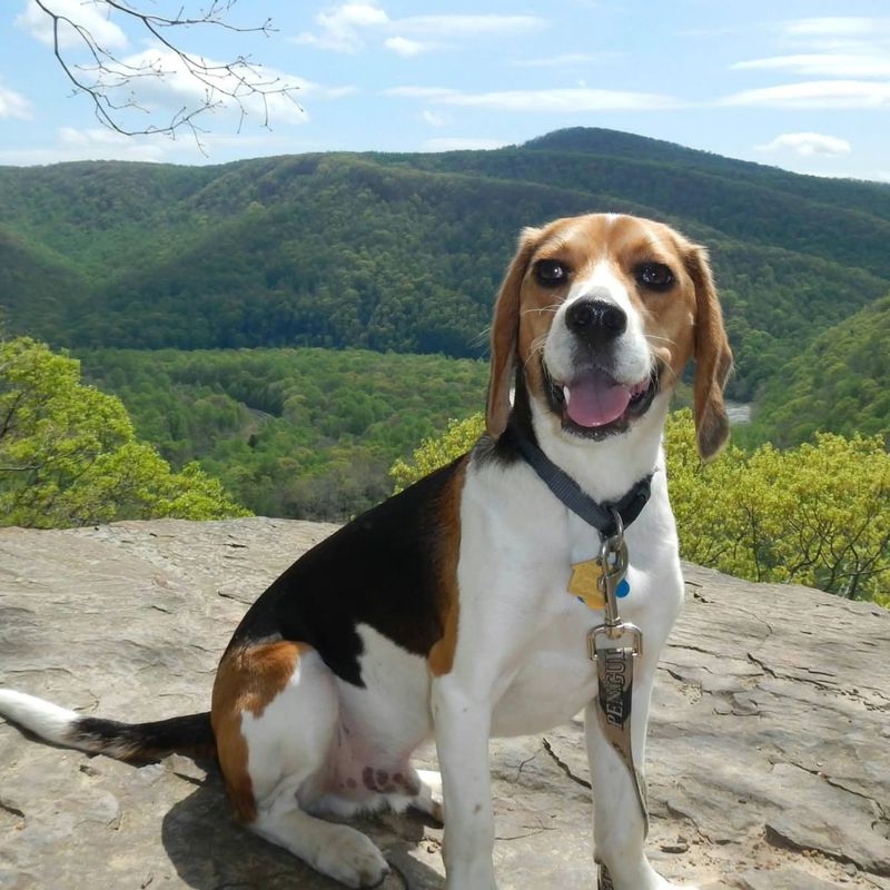 Beagle