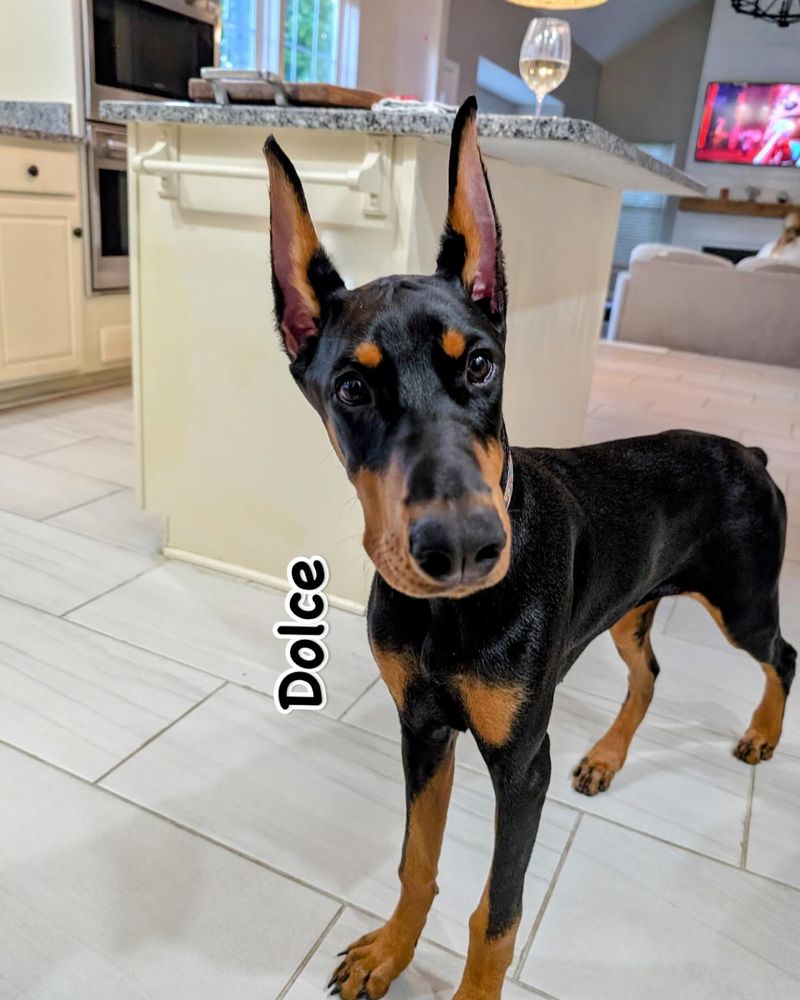 Doberman Pinscher
