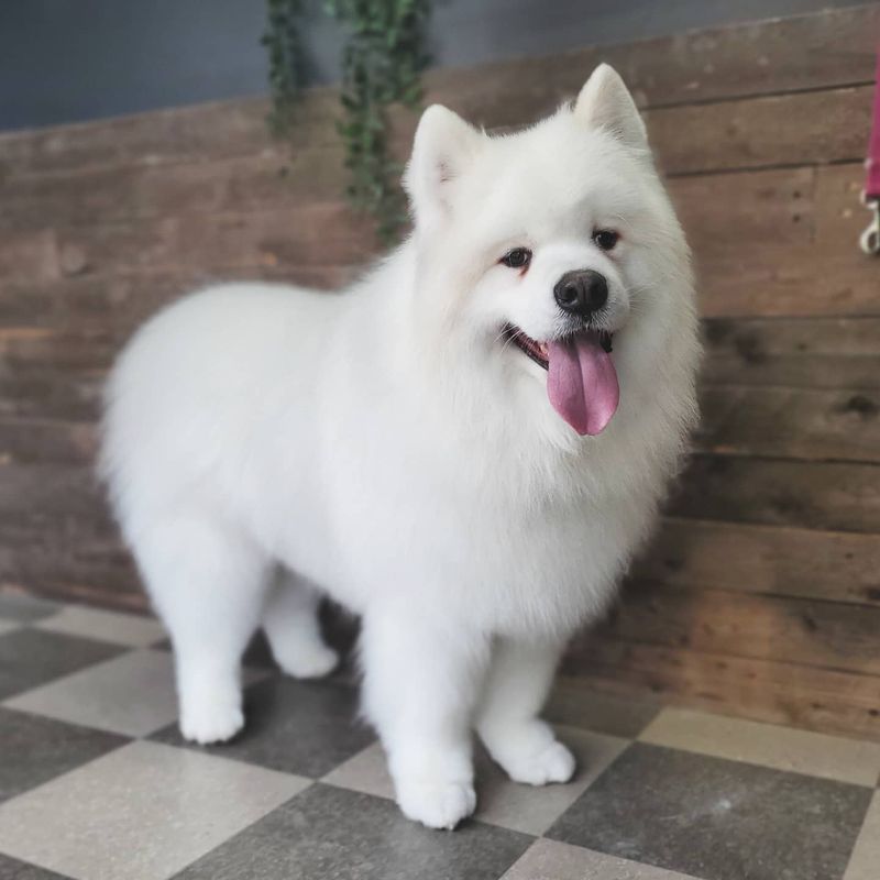 Samoyed