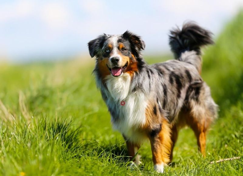 Australian Shepherd