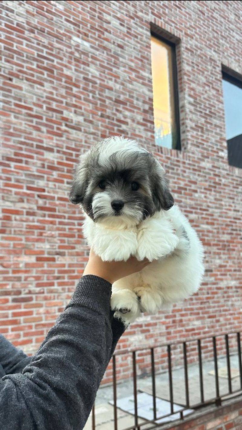 Coton de Tulear