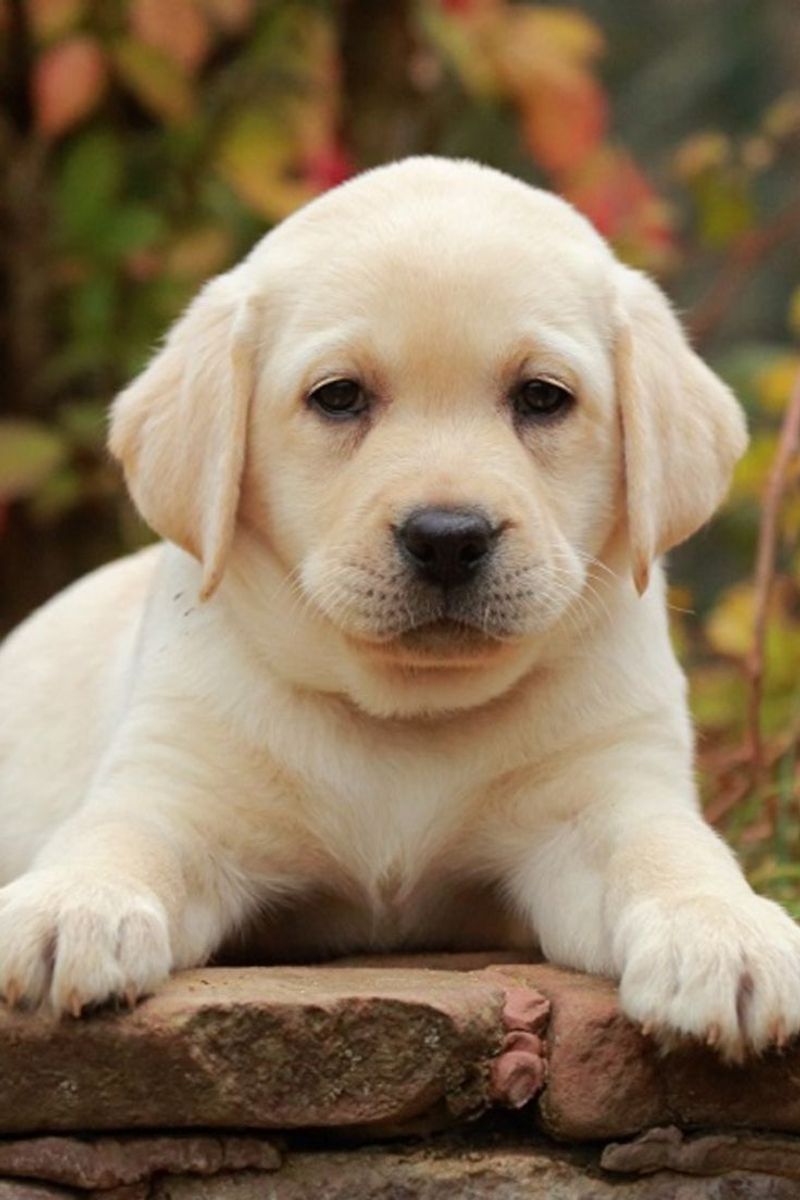 Labrador Retriever