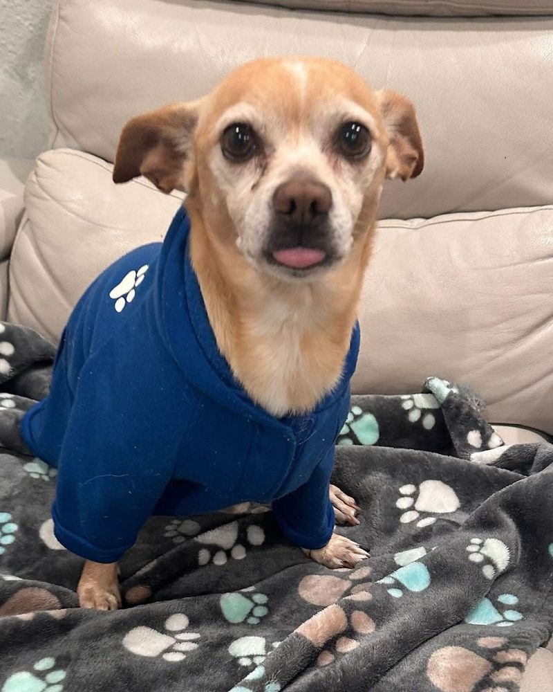Chihuahua