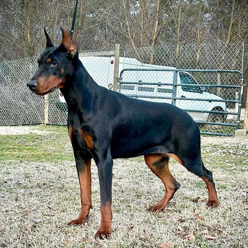 Doberman Pinscher
