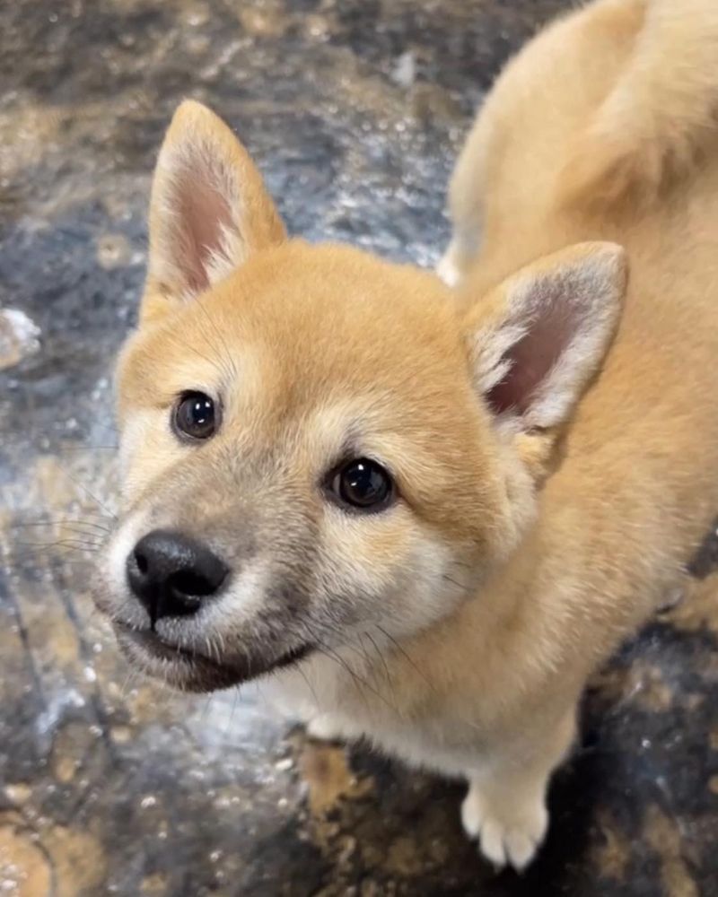 Shiba Inu