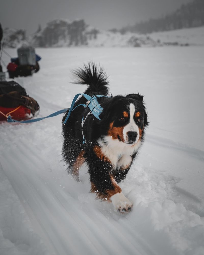 Bernese Mountain Dog