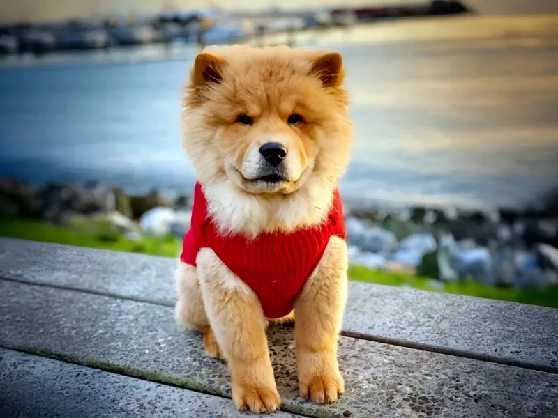 Chow Chow