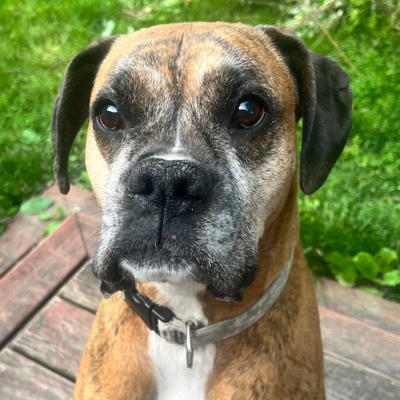 Boxer