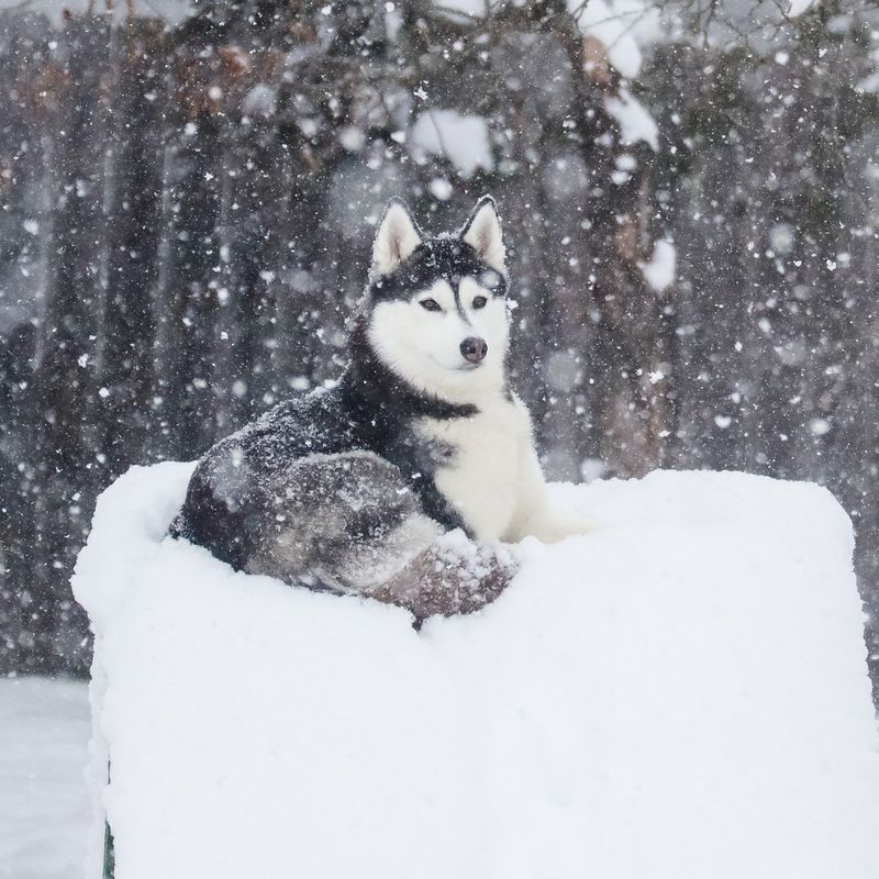 Siberian Husky