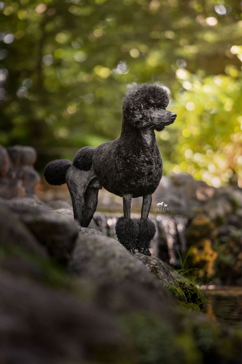Poodle