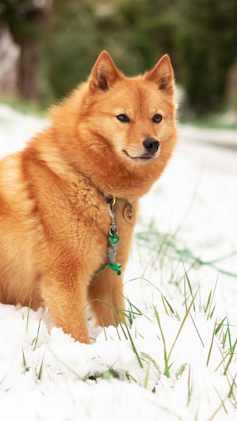 Finnish Spitz