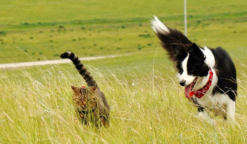 Border Collie