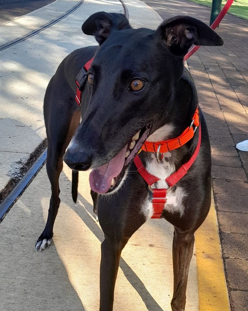 Greyhound