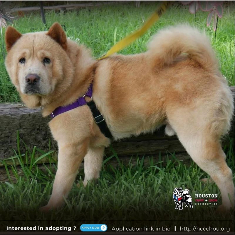 Chow Chow
