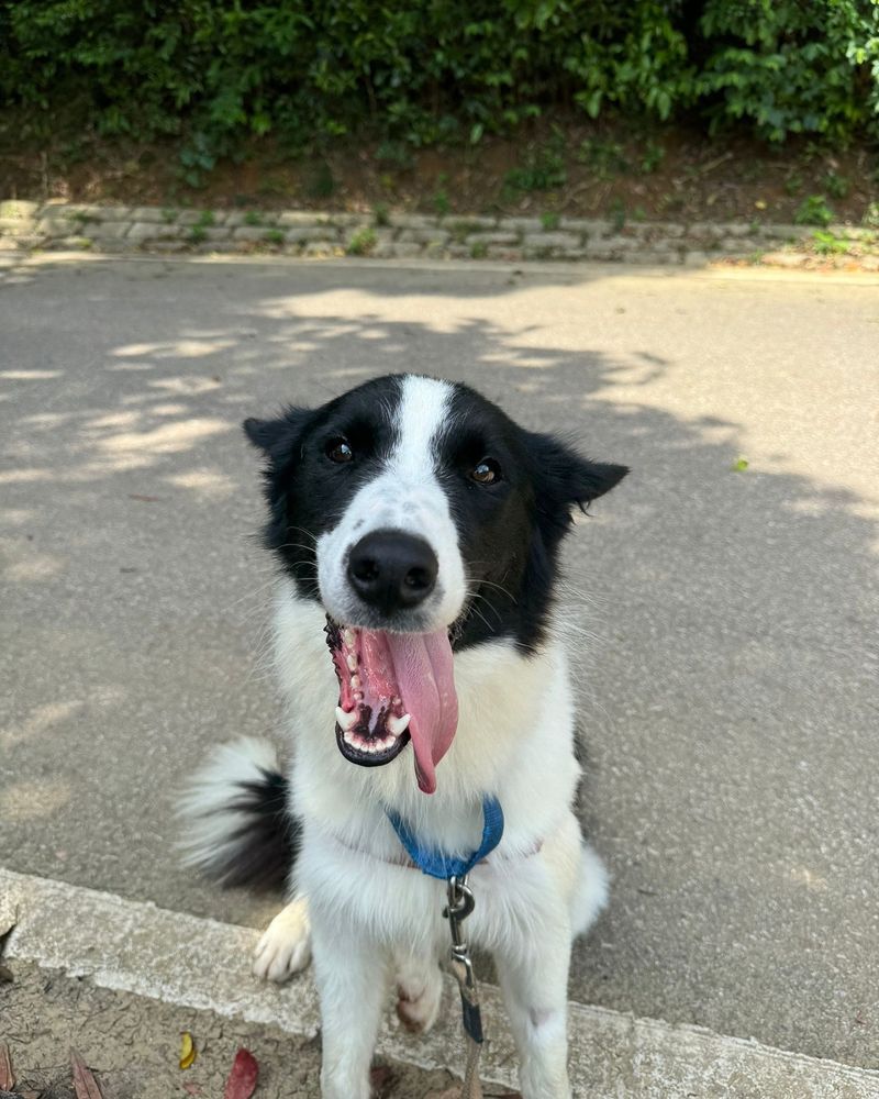 Border Collie