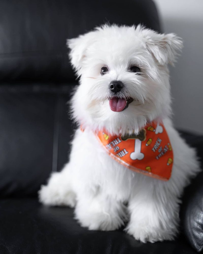 Maltese