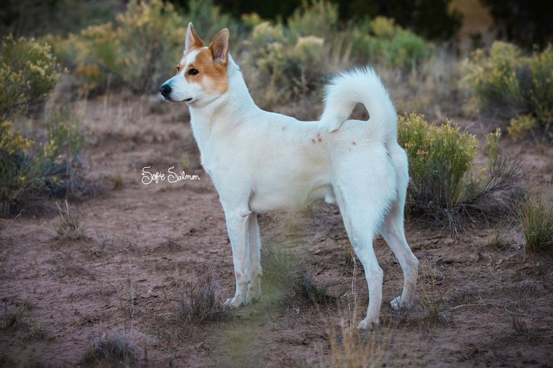 Canaan Dog
