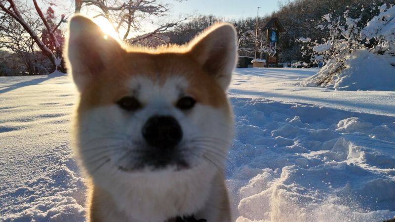 Akita