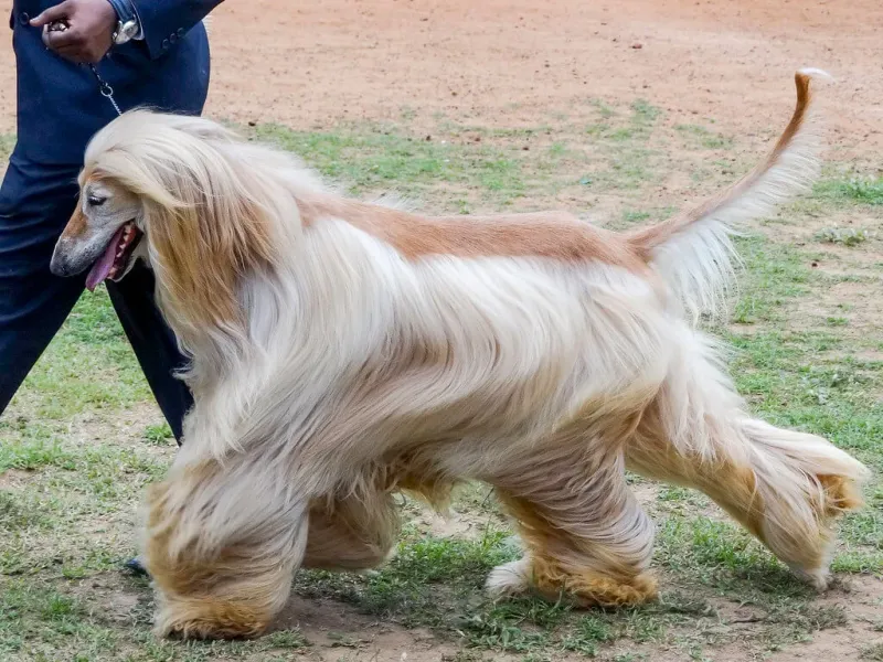 Afghan Hound
