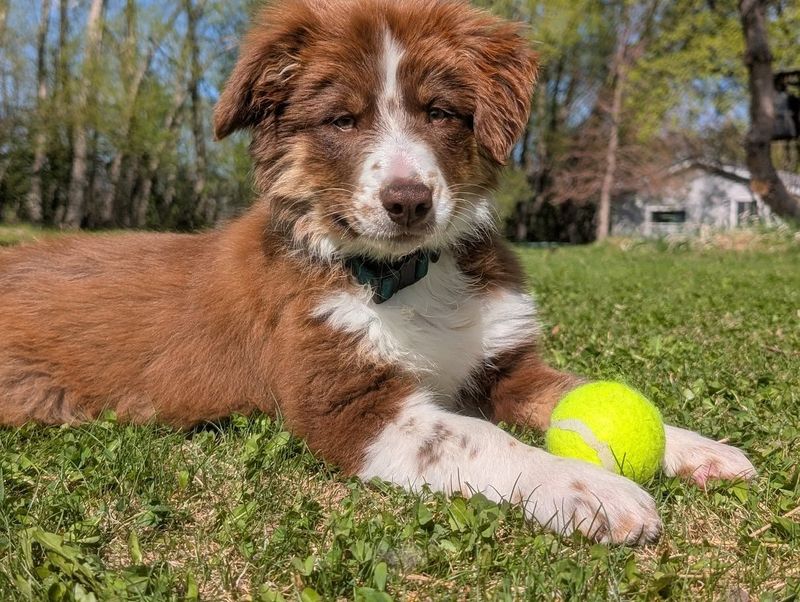 Australian Shepherd
