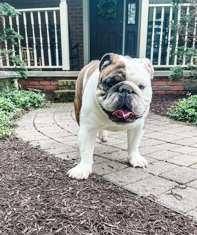 Bulldog