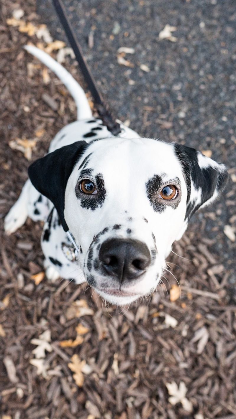 Dalmatian